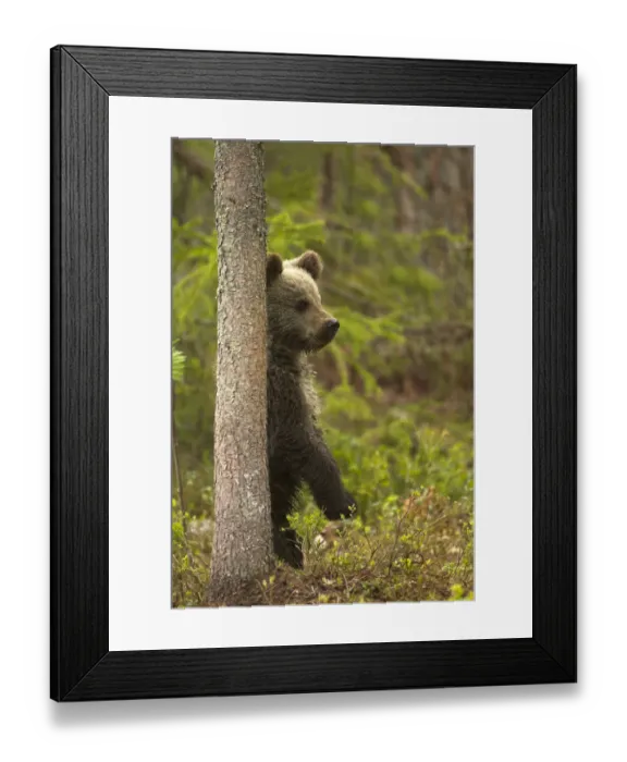 Framed Print : Brown Bear Cub (Ursus arctos) standing behind tree. Finland, Europe, June Framed Print : Brown Bear Cub (Ursus arctos) standing behind tree. Finland, Europe, June