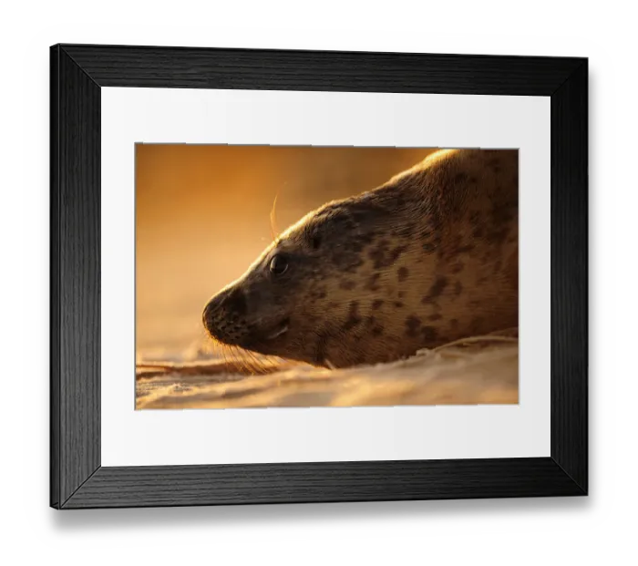 Framed Print : Grey seal (Halichoerus grypus) hauled out on a beach at sunrise, Donna Nook Lincolnshire Framed Print : Grey seal (Halichoerus grypus) hauled out on a beach at sunrise, Donna Nook Lincolnshire