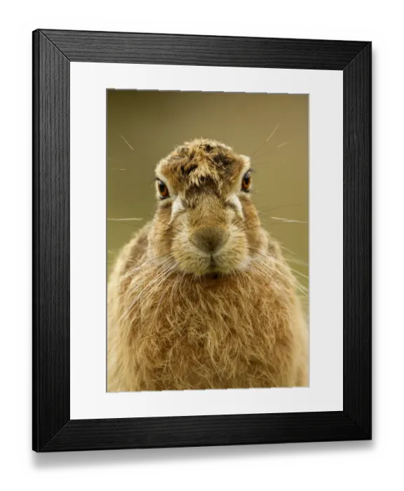 Framed Print : Brown Hare (Lepus europaeus) portrait. Derbyshire, UK, March Framed Print : Brown Hare (Lepus europaeus) portrait. Derbyshire, UK, March