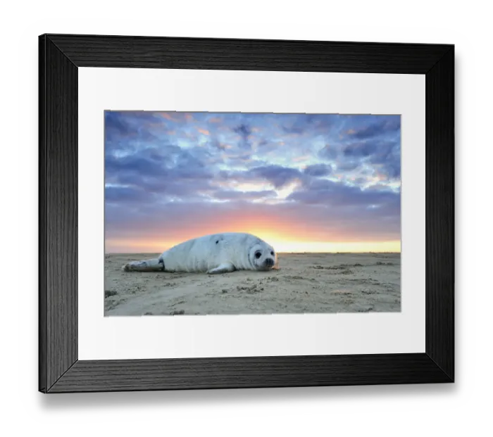 Framed Print : Common seal (Phoca vitulina) pup hauled out on a beach at sunrise, Donna Nook Lincolnshire Framed Print : Common seal (Phoca vitulina) pup hauled out on a beach at sunrise, Donna Nook Lincolnshire