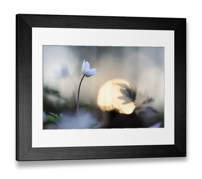 Framed Print : Wood anemone (Anemone nemorosa) in flower, Lorraine Regional Natural Park, Lorraine Framed Print : Wood anemone (Anemone nemorosa) in flower, Lorraine Regional Natural Park, Lorraine