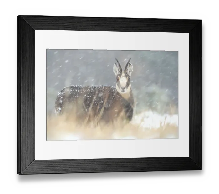 Framed Print : Chamois (Rupicapra rupicapra), Ballons des Vosges Regional Natural Park, Vosges, Lorraine Framed Print : Chamois (Rupicapra rupicapra), Ballons des Vosges Regional Natural Park, Vosges, Lorraine