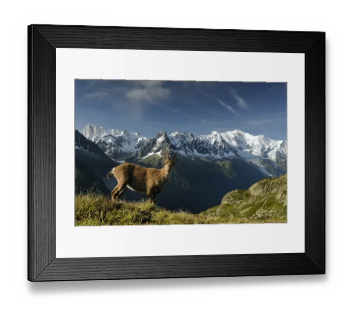 Framed Print : Alpine ibex (Capra ibex ibex) in front of the Mont Blanc massif, seen from the Aiguilles Rouges Framed Print : Alpine ibex (Capra ibex ibex) in front of the Mont Blanc massif, seen from the Aiguilles Rouges