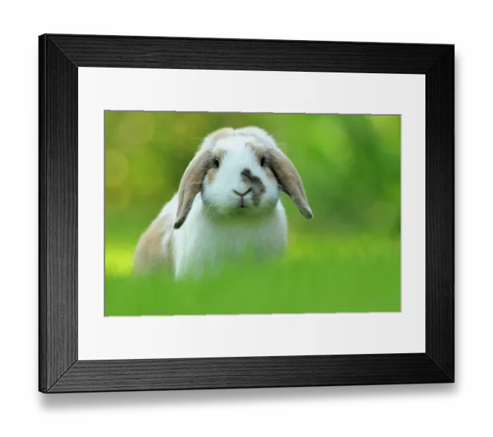 Framed Print : Portrait of brown and white coated Holland lop-eared domestic rabbit (Oryctolagus cuniculus domesticus), Lorraine, France, July Framed Print : Portrait of brown and white coated Holland lop-eared domestic rabbit (Oryctolagus cuniculus domesticus), Lorraine, France, July
