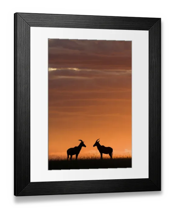 Framed Print : Topi (Damaliscus korrigum) at sunset, Masai-Mara Game Reserve, Kenya Framed Print : Topi (Damaliscus korrigum) at sunset, Masai-Mara Game Reserve, Kenya
