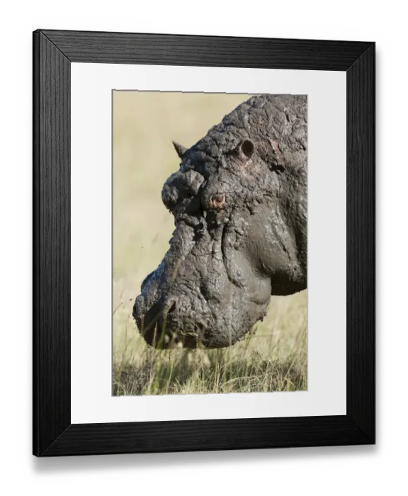 Framed Print : Hippo (Hippopotamus amphibius) male after a a mud bath, Masai-Mara Game Reserve, Kenya Framed Print : Hippo (Hippopotamus amphibius) male after a a mud bath, Masai-Mara Game Reserve, Kenya