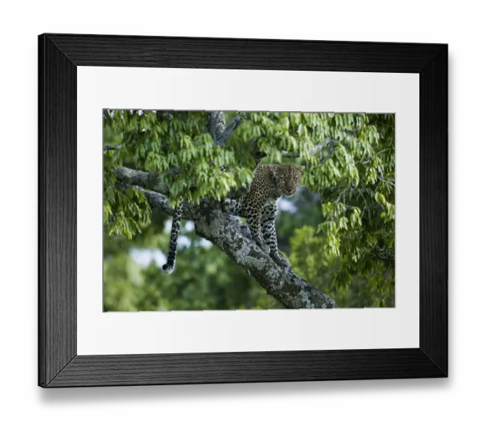 Framed Print : Leopard (Panthera pardus) female in tree, near the Talek river, Masai-Mara Game Reserve Framed Print : Leopard (Panthera pardus) female in tree, near the Talek river, Masai-Mara Game Reserve