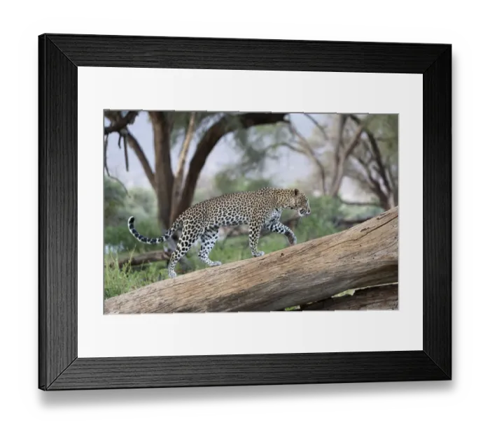 Framed Print : Leopard (Panthera pardus) female walking on fallen tree trunk, Samburu game reserve Framed Print : Leopard (Panthera pardus) female walking on fallen tree trunk, Samburu game reserve