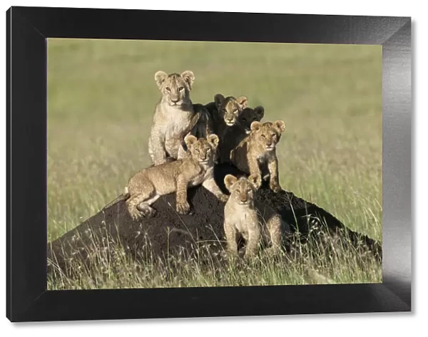 Lion (Panthera leo) cubs sitting on termite mound, Masai-Mara, Kenya. Vulnerable species