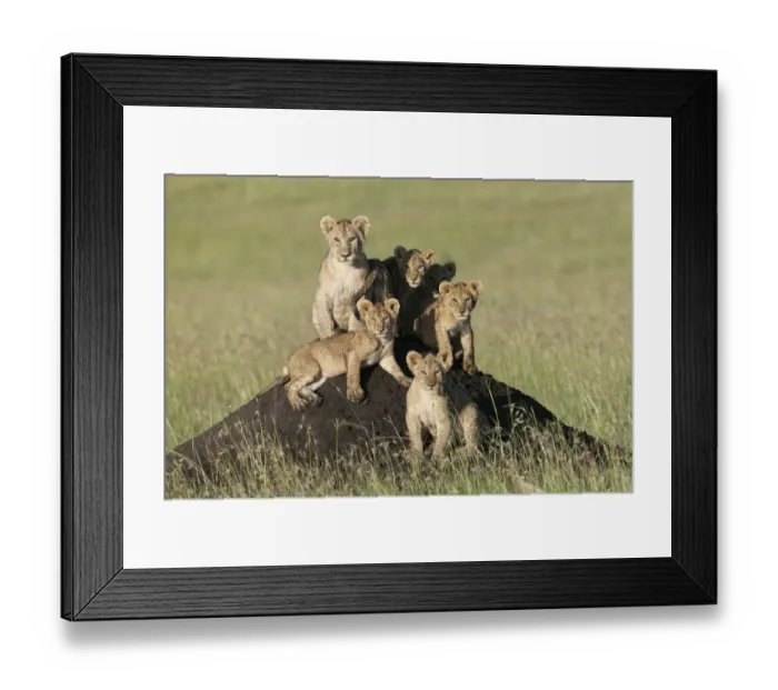 Framed Print : Lion (Panthera leo) cubs sitting on termite mound, Masai-Mara, Kenya. Vulnerable species Framed Print : Lion (Panthera leo) cubs sitting on termite mound, Masai-Mara, Kenya. Vulnerable species