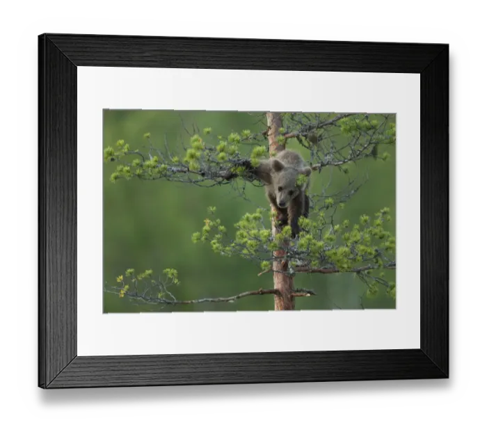 Framed Print : Brown Bear (Ursus arctos) cub climbing up a tree. Finland, July Framed Print : Brown Bear (Ursus arctos) cub climbing up a tree. Finland, July