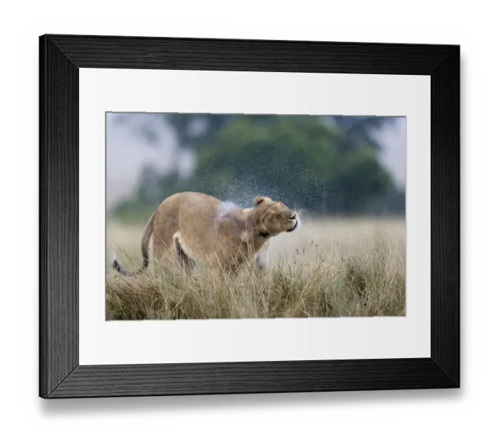 Framed Print : Lioness (Panthera leo) shaking water off after the rain, Masai-Mara Game Reserve, Kenya Framed Print : Lioness (Panthera leo) shaking water off after the rain, Masai-Mara Game Reserve, Kenya