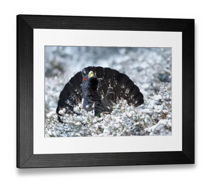 Framed Print : Adult male Capercaille (Tetrao urogallus), displaying in the snow, Scotland, December Framed Print : Adult male Capercaille (Tetrao urogallus), displaying in the snow, Scotland, December