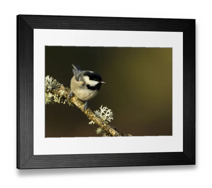 Framed Print : Coal Tit (Periparus / Parus ater) perched with lichen. Scotland, February Framed Print : Coal Tit (Periparus / Parus ater) perched with lichen. Scotland, February