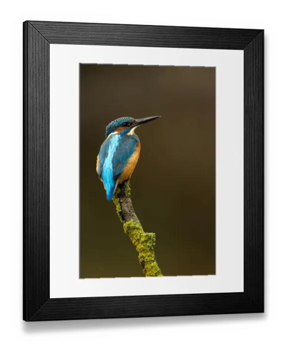 Framed Print : Kingfisher (Alcedo atthis) perched. Worcestershire, UK, October Framed Print : Kingfisher (Alcedo atthis) perched. Worcestershire, UK, October