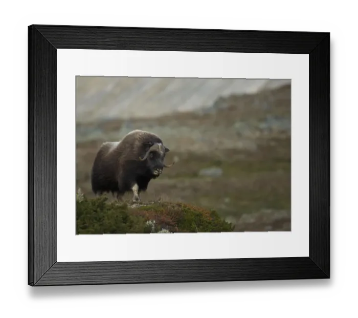 Framed Print : Musk Ox (Ovibos moschatus) in mountainous habitat. Dovrefjell National Park, Norway, September Framed Print : Musk Ox (Ovibos moschatus) in mountainous habitat. Dovrefjell National Park, Norway, September
