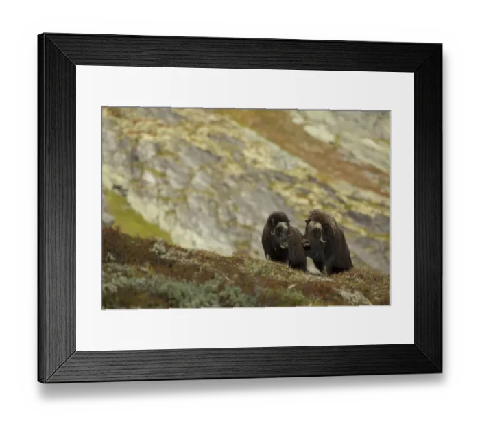 Framed Print : Musk Oxen (Ovibos moschatus) in mountain habitat. Dovrefjell National Park, Norway, September Framed Print : Musk Oxen (Ovibos moschatus) in mountain habitat. Dovrefjell National Park, Norway, September