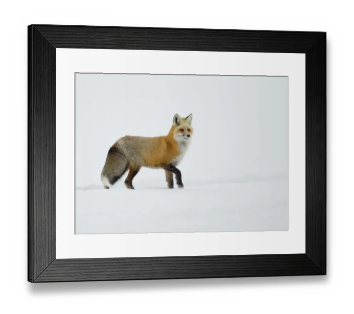 Framed Print : Red Fox (Vulpes vulpes) standing in snow. Yellowstone, USA, February Framed Print : Red Fox (Vulpes vulpes) standing in snow. Yellowstone, USA, February