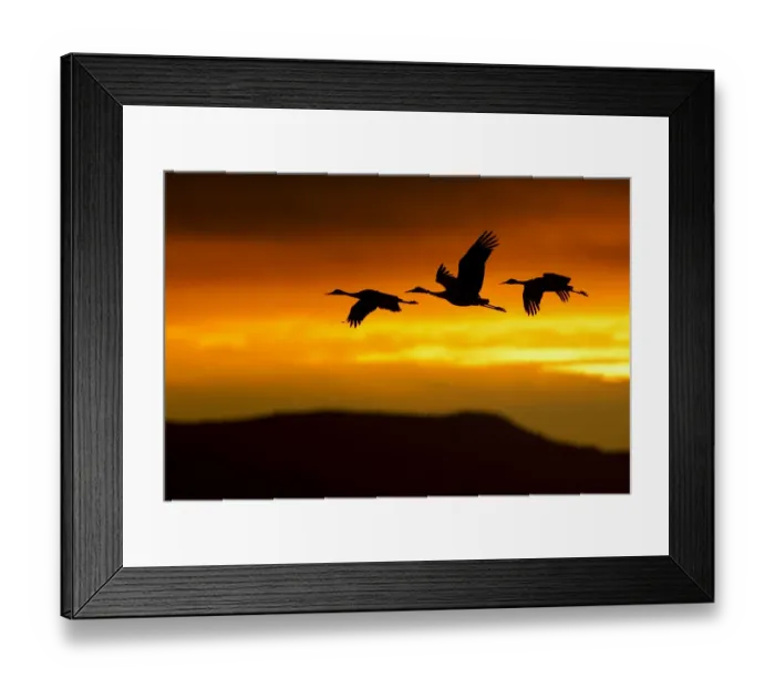 Framed Print : Sandhill Cranes (Grus canadensis) in flight silhouetted against dawn light. Bosque del Apache Framed Print : Sandhill Cranes (Grus canadensis) in flight silhouetted against dawn light. Bosque del Apache