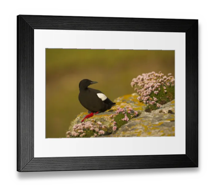 Framed Print : Black guillemot (Cepphus grylle) in breeding plumage perched on a boulder, Shetland Isles Framed Print : Black guillemot (Cepphus grylle) in breeding plumage perched on a boulder, Shetland Isles