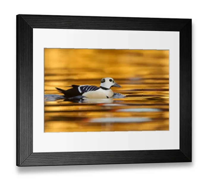 Framed Print : Stellers Eider (Polysticta stelleri) male swimming, Varangerfjord, Norway, April