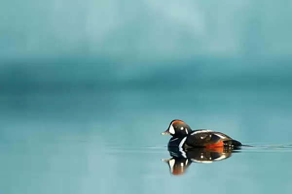Harlequin duck (Histrionicus histrionicus) male swimming, Iceland, June 2011