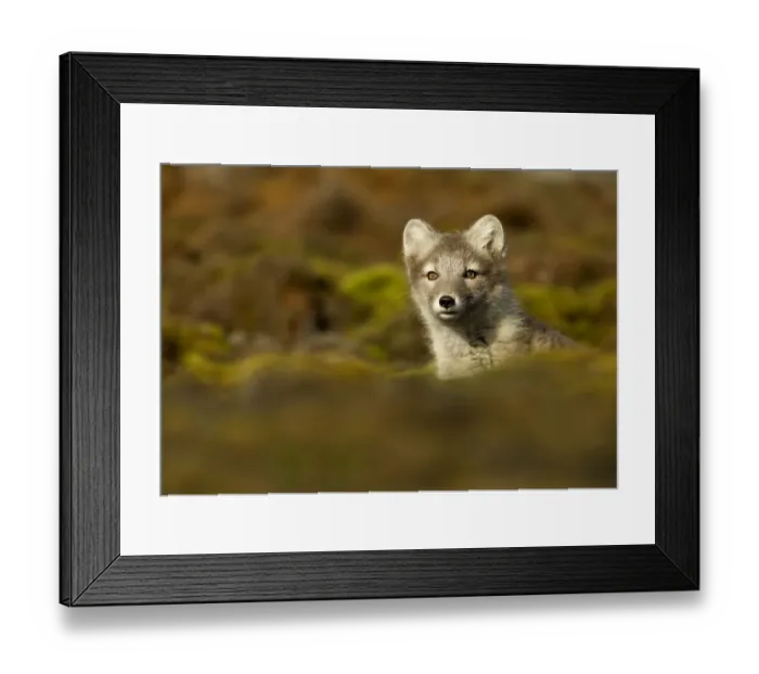 Framed Print : Arctic Fox (Vulpes lagopus) cub, Spitsbergen, Svalbard, July Framed Print : Arctic Fox (Vulpes lagopus) cub, Spitsbergen, Svalbard, July