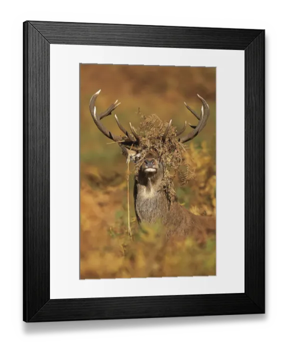 Framed Print : Red deer (Cervus elaphus) stag with head covered in bracken, Leicestershire, UK, October Framed Print : Red deer (Cervus elaphus) stag with head covered in bracken, Leicestershire, UK, October