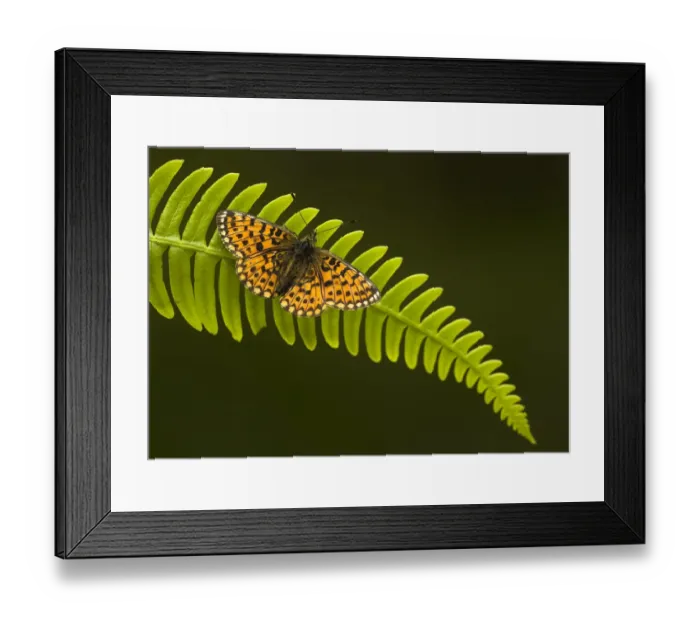 Framed Print : Pearl-bordered fritillary (Boloria selene) sunning on a fern frond, Glenn Afric, Scotland, July