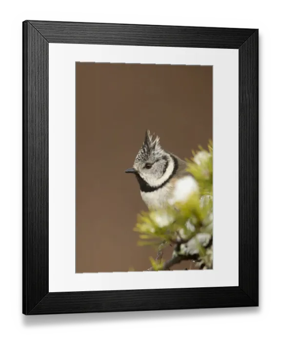 Framed Print : Crested tit (Lophophanes cristatus) perched on snowy conifer branch, Scotland, March Framed Print : Crested tit (Lophophanes cristatus) perched on snowy conifer branch, Scotland, March