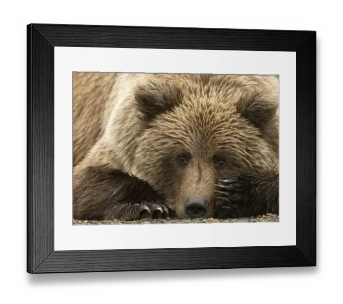 Framed Print : Coastal brown bear (Ursus arctos) resting, Lake Clarke National Park, Alaska, September Framed Print : Coastal brown bear (Ursus arctos) resting, Lake Clarke National Park, Alaska, September