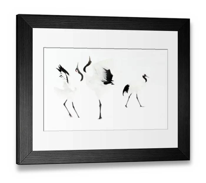 Framed Print : Japanese cranes (Grus japonensis) displaying in snow, Hokkiado, Japan, February Framed Print : Japanese cranes (Grus japonensis) displaying in snow, Hokkiado, Japan, February