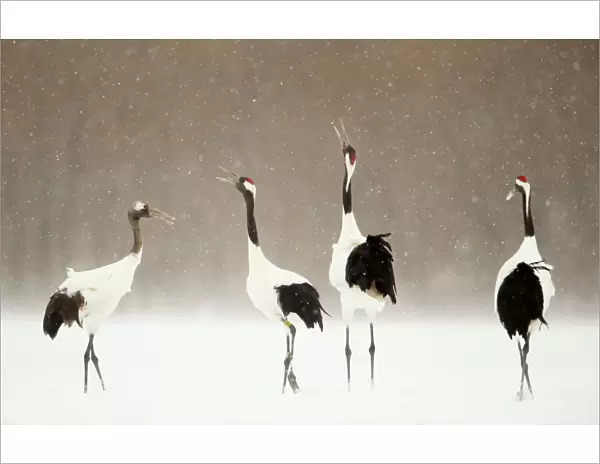 Japanese cranes (Grus japonensis) displaying in snow, Hokkiado, Japan, February