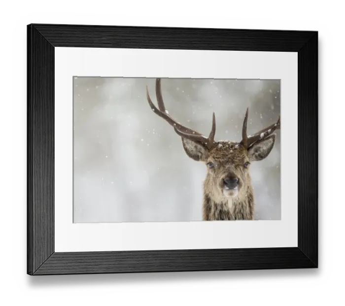 Framed Print : Red deer (Cervus elaphus) stag close up in the snow, Scotland, March Framed Print : Red deer (Cervus elaphus) stag close up in the snow, Scotland, March