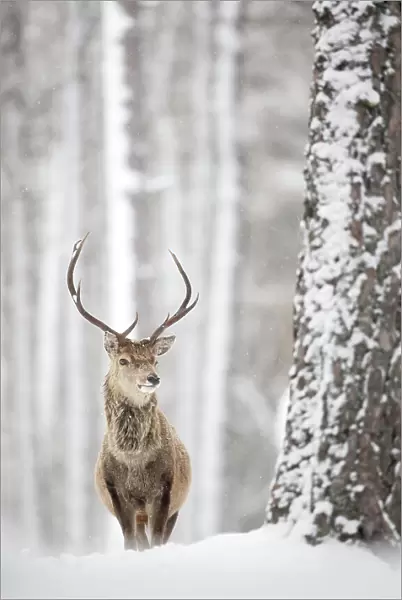Red deer (Cervus elaphus) stag in the snow, Scotland, March