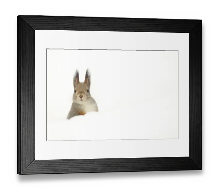 Framed Print : Red squirrel (Sciurus vulgaris) peering over snow, Finland, April Framed Print : Red squirrel (Sciurus vulgaris) peering over snow, Finland, April