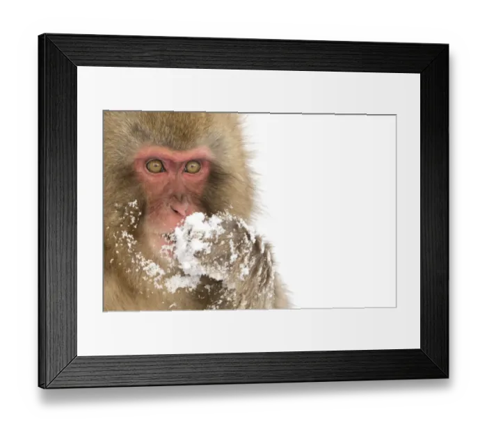 Framed Print : Snow Monkey (Macaca fuscata) with snow covered paw in front of mouth, Nagano, Japan Framed Print : Snow Monkey (Macaca fuscata) with snow covered paw in front of mouth, Nagano, Japan