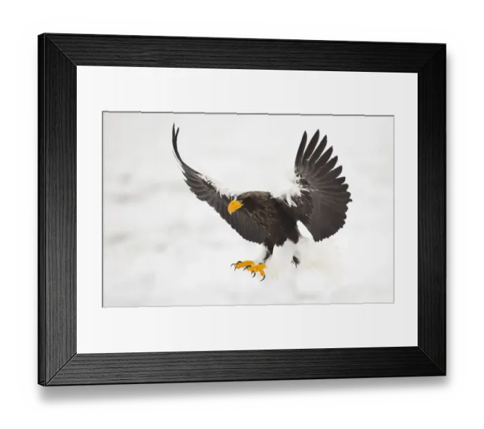 Framed Print : Stellers sea eagle (Haliaeetus pelagicus) in flight, about to land, Japan, February Framed Print : Stellers sea eagle (Haliaeetus pelagicus) in flight, about to land, Japan, February