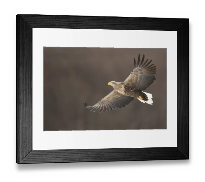 Framed Print : White tailed eagle (Haliaeetus albicilla) in flight, Rausu, Japan, February Framed Print : White tailed eagle (Haliaeetus albicilla) in flight, Rausu, Japan, February