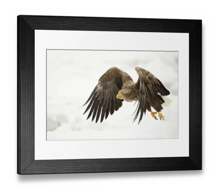 Framed Print : White tailed eagle (Haliaeetus albicilla) in flight with snowy background, Rausu Framed Print : White tailed eagle (Haliaeetus albicilla) in flight with snowy background, Rausu
