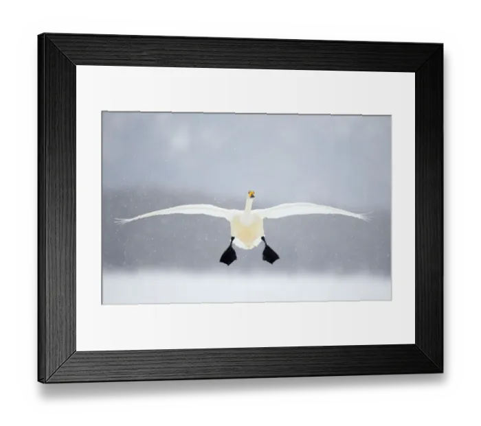 Framed Print : Whooper swan (Cygnus cygnus) in flight in snowfall, Lake Kussharo, Japan, February Framed Print : Whooper swan (Cygnus cygnus) in flight in snowfall, Lake Kussharo, Japan, February