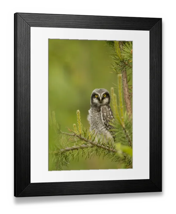Framed Print : Hawk Owl perched (Surnia ulula), Finland, June