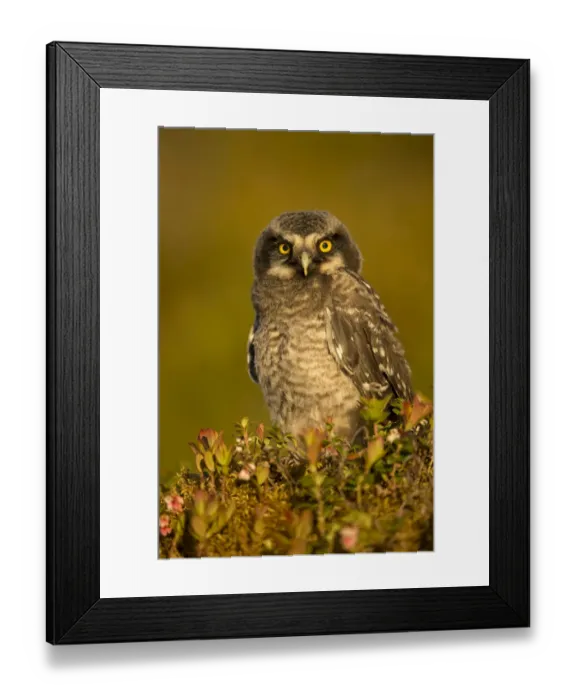 Framed Print : Hawk Owl young (Surnia ulula), Finland, June Framed Print : Hawk Owl young (Surnia ulula), Finland, June