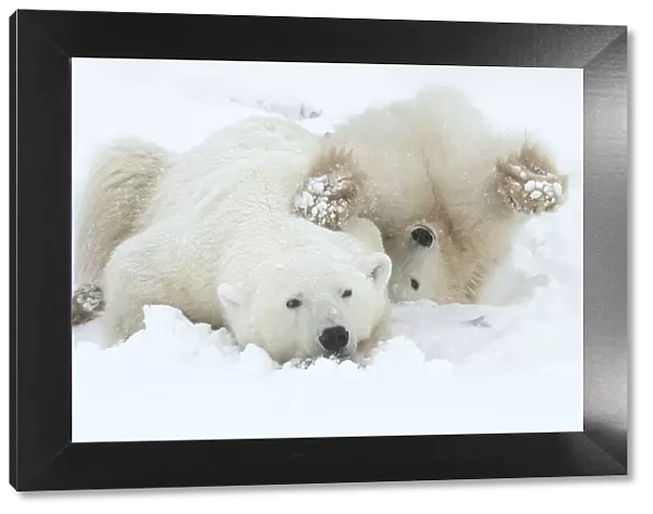 Polar bear (Ursus maritimus) female and cub resting, Churchill, Canada, November
