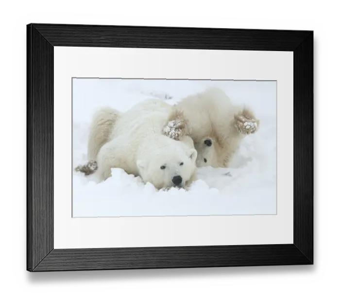 Framed Print : Polar bear (Ursus maritimus) female and cub resting, Churchill, Canada, November Framed Print : Polar bear (Ursus maritimus) female and cub resting, Churchill, Canada, November