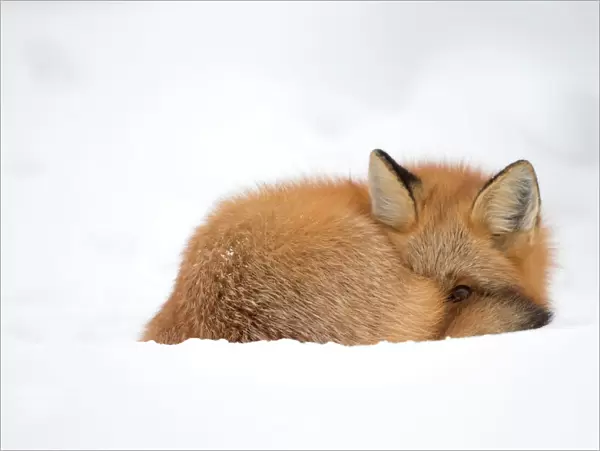 Red fox (Vulpes vulpes) resting in the snow, Churchill, Cananda, November