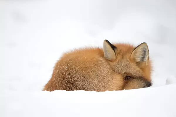 Red fox (Vulpes vulpes) resting in the snow, Churchill, Cananda, November
