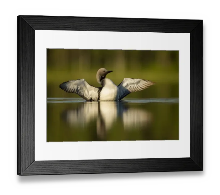 Framed Print : Black-throated diver (Gavia arctica) displaying, Finland, June Framed Print : Black-throated diver (Gavia arctica) displaying, Finland, June