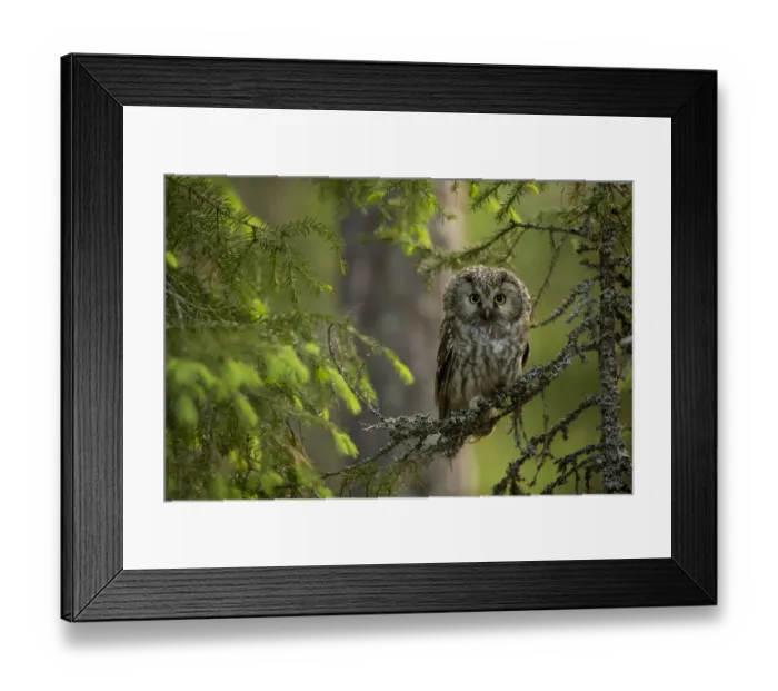 Framed Print : Tengmalm Owl (Aegolius funereus) perched on a branch, Finland Framed Print : Tengmalm Owl (Aegolius funereus) perched on a branch, Finland