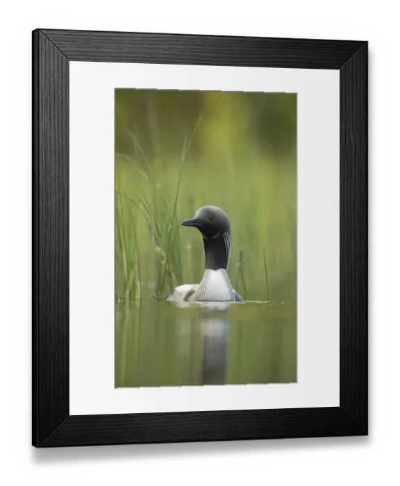 Framed Print : Black-throated diver (Gavia arctica), Finland, June Framed Print : Black-throated diver (Gavia arctica), Finland, June